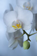 Phalenopsis, białe kwiaty, storczyk doniczkowy, niebieskie tło