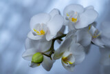 Fototapeta Storczyk - Phalenopsis, białe kwiaty, storczyk doniczkowy, niebieskie tło