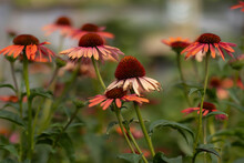 A Group Of Red And Yellow Flowers Near One Another, With Blurred Background