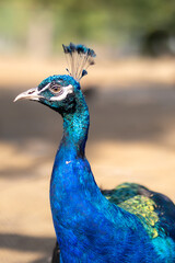 Poster - a peacock with very colorful feathers sitting on some dirt and gravel