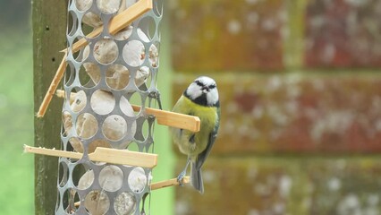 Wall Mural - a blue tit (Cyanistes caeruleus) feeds on a hanging fat ball