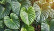 heart shaped dark green leaves of philodendron lemerald greenr tropical foliage plant bush