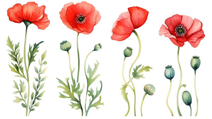 Wall Mural - Red poppy flower watercolor illustration isolated on white background.  Green buds and leaves. Floral design for decor or holiday wedding greetings cards template