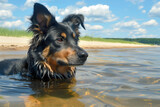 Fototapeta Młodzieżowe - Black dog enjoying a swim in shallow waters at a sandy beach