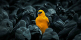 Fototapeta Perspektywa 3d - A yellow crow alone among a crowd of black crows, concept of standing out from the crowd as a leader, of being different and unique with its own identity and special skills among the others