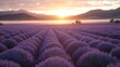 a large field of lavender flowers with the sun setting in the distance in the distance, with mountains in the background.