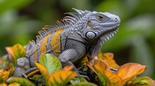 A Close Up Of An Iguana On A Plant With Orange Flowers In The Foreground And Green Leaves In The Background.