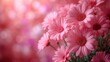 a bouquet of pink daisies in a vase on a pink and pink boke of light blurry background.
