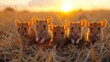 a group of three little brown mice sitting on top of a dry grass field with the sun in the background.