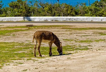 Canvas Print - Donkey Grazing on Grand Turk