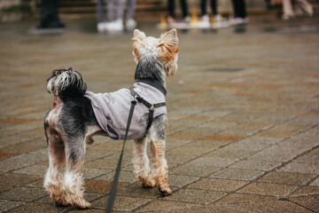 Wall Mural - A small Yorkshire Terrier dog in a stylish dog coat standing on a city street. Walking with a puppy on a leash. Cute adorable domestic canine pet.