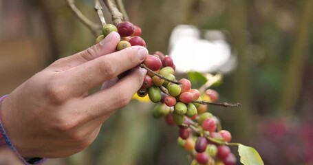 Wall Mural - Farmers collect fresh coffee beans from trees.coffee and harvest