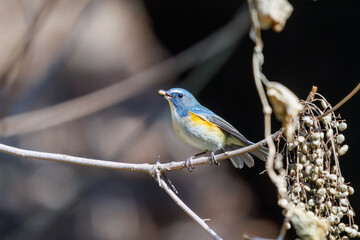 木の実を食べるために飛び出す幸せの青い鳥、可愛いルリビタキ（ヒタキ科）。

日本国東京都文京区、小石川植物園にて。
2024年2月11日撮影。

A happy blue bird, the lovely Red-flanked Bluetail (Tarsiger cyanurus, family comprising flycatchers) that flies out to feed on