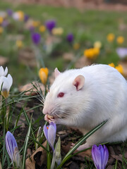 White rat eating nut on grass