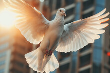 A White Dove In Mid-flight, Its Wings Spread Wide Against The Backdrop Of A Sunlit Building