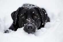 A Black Dog, Lying In The Snow With Snowflakes On Its Fur