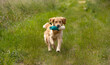© Birgit Reitz-Hofmann - Golden Retriever carry a Dummy