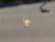 Close-up Shot Of Spider In Web Brown And Yellow
