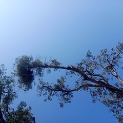 tree branches against blue sky