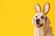 Cute Labrador dog in bunny ears on yellow background, closeup. Easter celebration