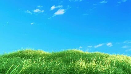 Wall Mural - grass slow windy noise on blue sky loop. scenery of meadow grass and windy slow on blue background.