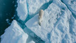 Overhead view of polar bear on melting ice, climate change impact, Arctic survival, wildlife conservation, nature photography