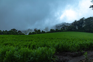 Crop field 2