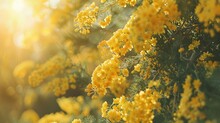 Blooming Yellow Acacia Tree. Close Up Of Yellow Blooming Spring Flowers
