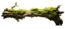Fresh Green Moss On Rotten Branches And Dirt Isolated
