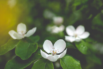 Wall Mural - Blooming quince branch at spring garden against unfocused green grass background.