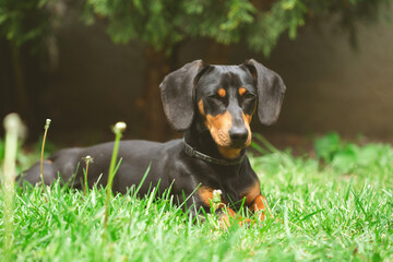 Sticker - A cute dachshund in a  lush spring garden