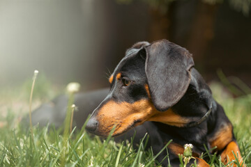 Sticker - A cute dachshund in a  lush spring garden