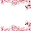 pink cherry blossom border frame isolated on white background 