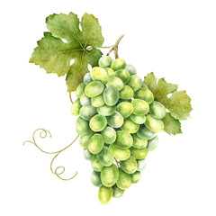 A bunch of green grapes with leaves. Grapevine. Isolated watercolor illustration. For the design of labels of wine, grape juice and cosmetics, wedding cards, stationery, greetings cards