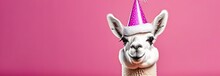 Funny Lama In A Party Hat. Full Length, April Fool's Day, On A Pink Background, Banner, Place For Text