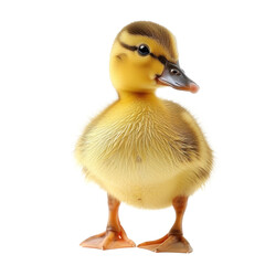 cute Duckling on transparency background PNG