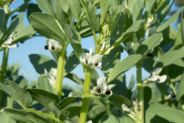 Wall Mural - Broad beans (Vicia faba) growing in the field.