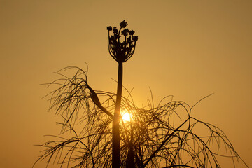 Wall Mural - Silhouette of fennel tree at beautiful sunset, closeup of photo