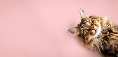 Wall Mural - Maine Coon cat on a colored background.