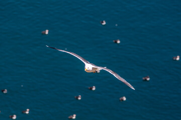 Wall Mural - A seagull flying near Skomer Island with puffins in the water below