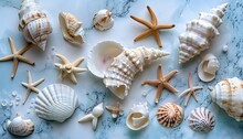 Variety Of Beach Sea Shells And Starfish 