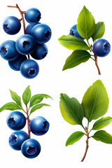 Wall Mural - Set of blueberries with leaves on white background illustration.