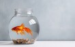 goldfish in a glass jar with water, on a light background 