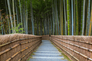 Sticker - A Bamboo Grove at Adashino Nenbutsuji Temple in Kyoto, Japan