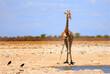 Isolated Giraffe on the dry empty plains with just a couple of crows for company.