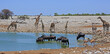 Panoramic view of an African Waterhole teeming with many animals including, herd of Giraffe, Wildebeest and Springbok, with zebras in the distance. The waterhole is a magnet in the dry season, 