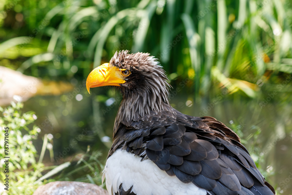 Steller's sea eagle, also known as Pacific sea eagle or white-shouldered eagle, is a very large diurnal bird of prey in the family Accipitridae.