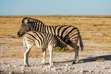 Zebras in the wildlife at daytime