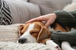 person caressing a sleeping beagles ears on a sofa