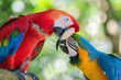 parrots playfully nibbling at one anothers beaks